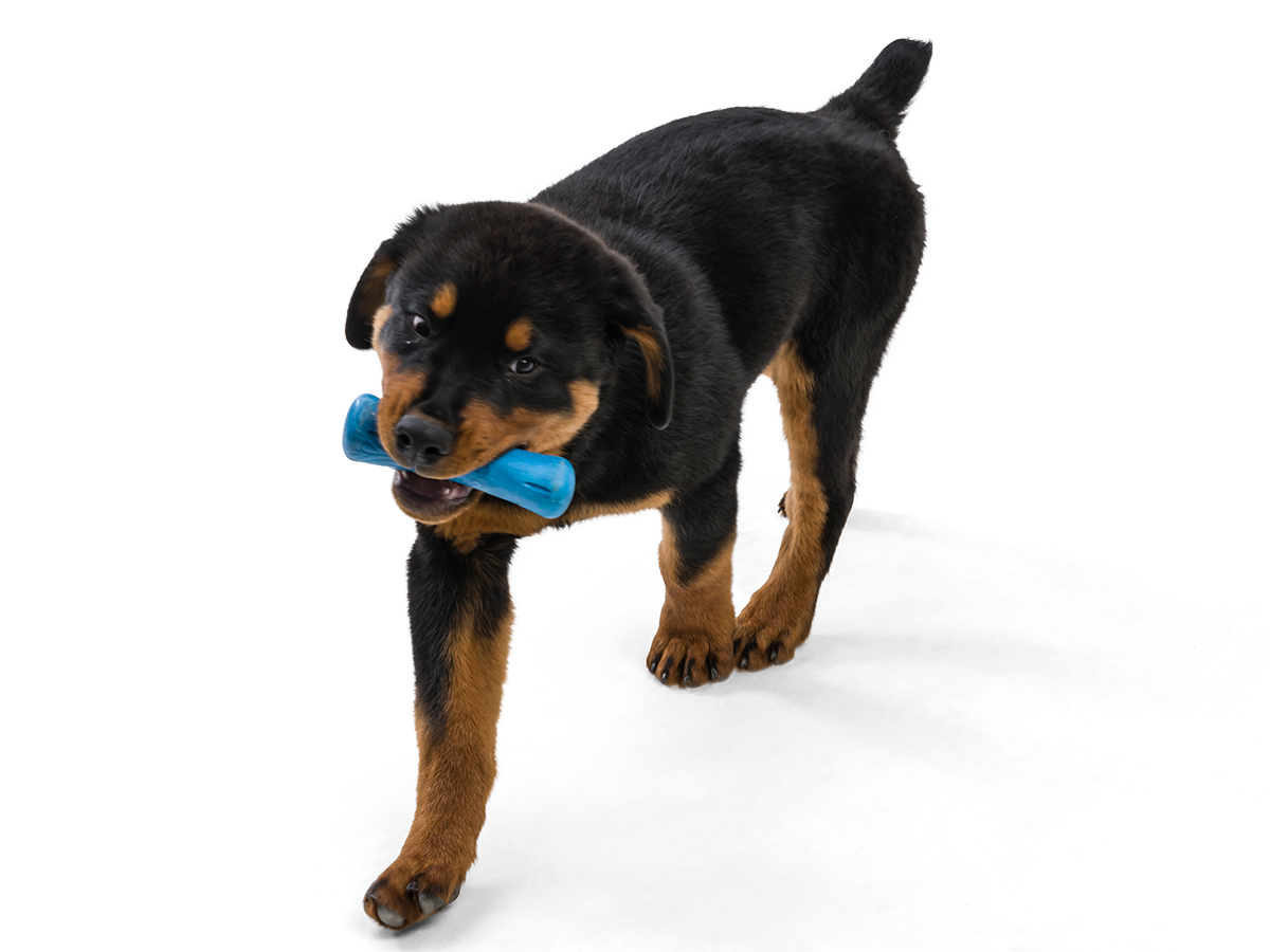 West Paw - Wholesale Pet Chew Toy - Dog - Drifty® Dog Toy for Chew, and Fetch1