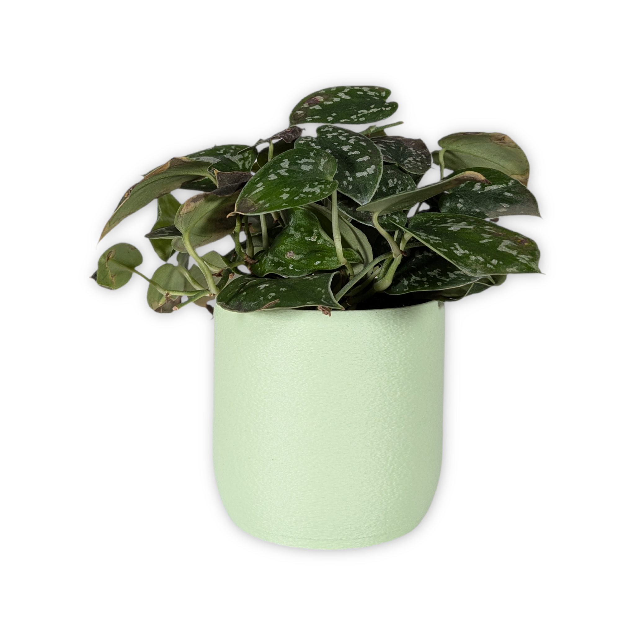 Leafprints.3d - Wholesale Plant Pot - The Moss – 4 Inch Cover Pot (No Drainage)8