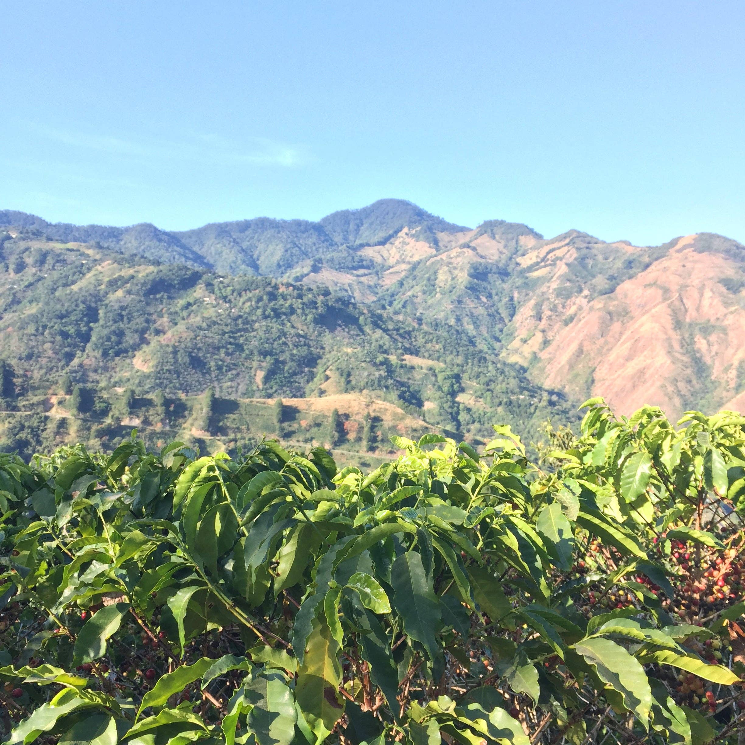 Brio Coffeeworks - Wholesale Coffee Beans - Costa Rica Tarrazu - 12 oz.4