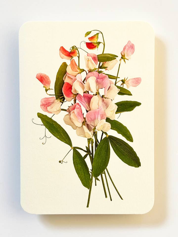 Pink Sweet Peas Greeting Card | Birthday Card | Luxury Cards for wholesale by Canonbury Press