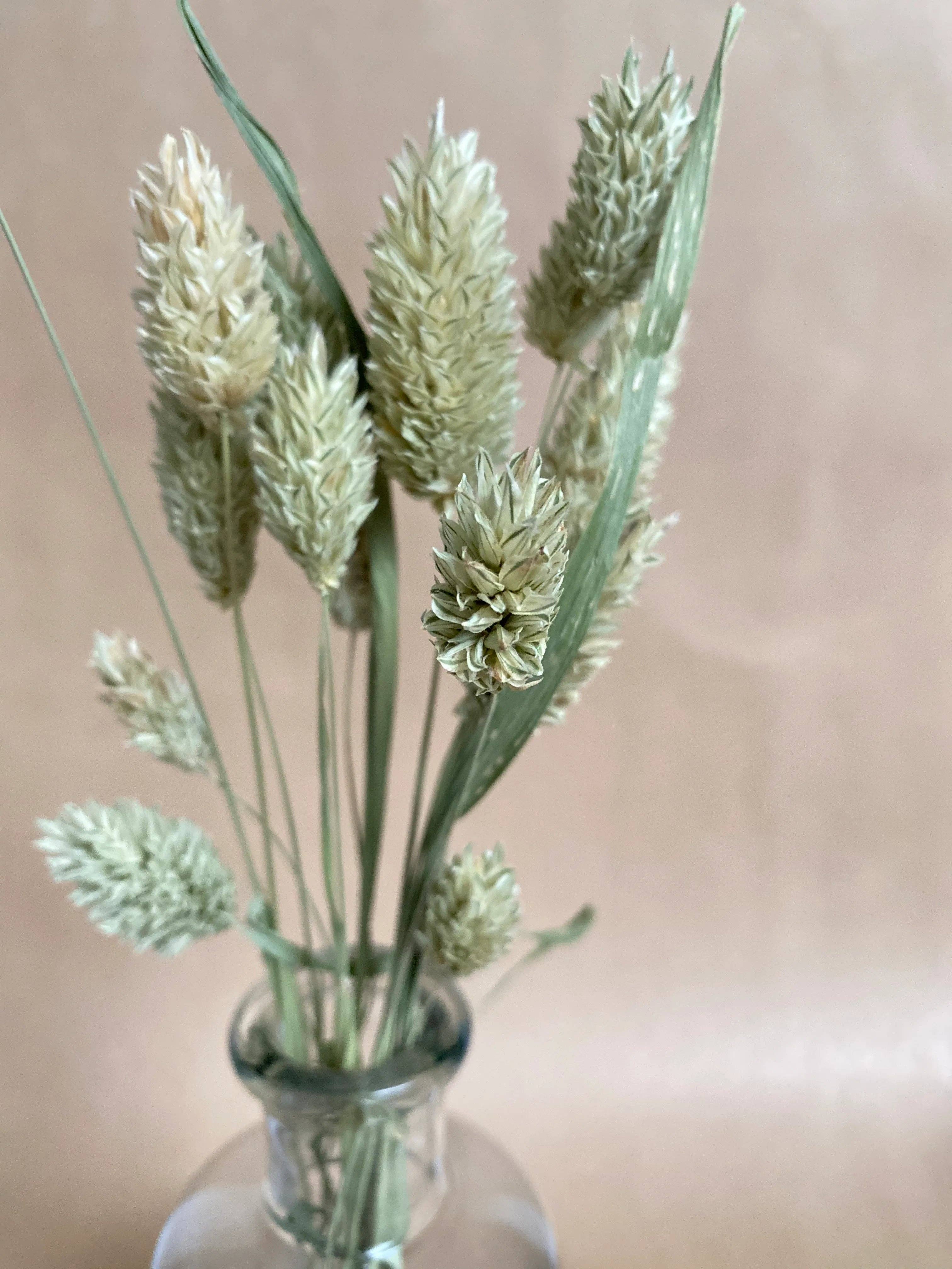 Florir - Wholesale Dried/Pressed Flowers - Green dried flowers, Phalaris5