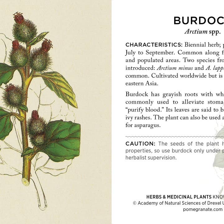 Pomegranate - Wholesale Card Game - Herbs and Medicinal Plants Knowledge Cards3