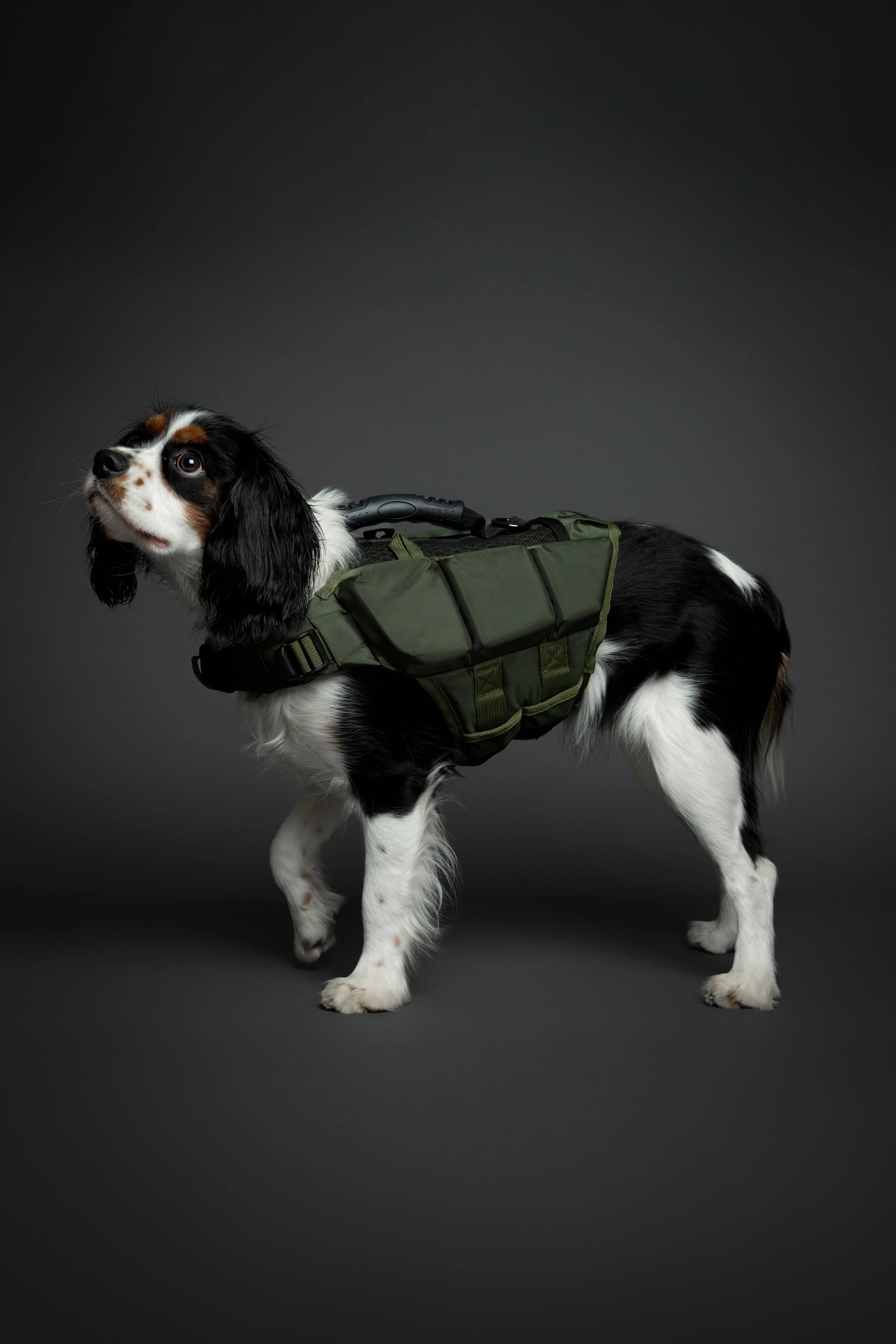 NOAH AND PAW LLC - Vendita all'ingrosso Giacca - Cani - Salvagente per cane Human Standards con supporto in schiuma 3x massimo galleggiamento - Verde13