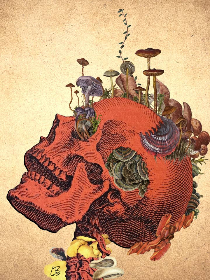 Fúngicos Cortex por atacado de Lilbuddesigns