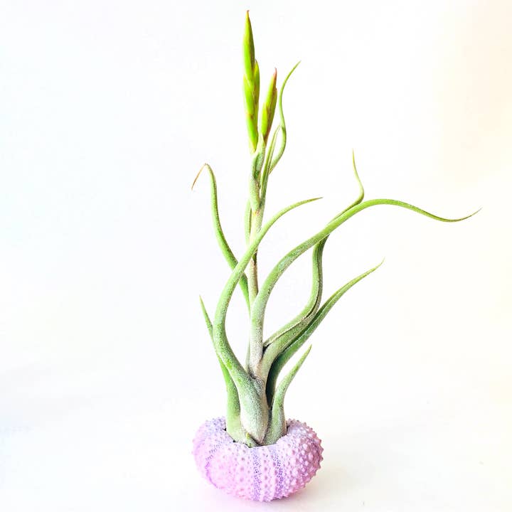 Mahalo Market - Venta al por mayor Macetas de interior - Planta de Aire + Erizo - Maceta de interior - Regalo de Pascua