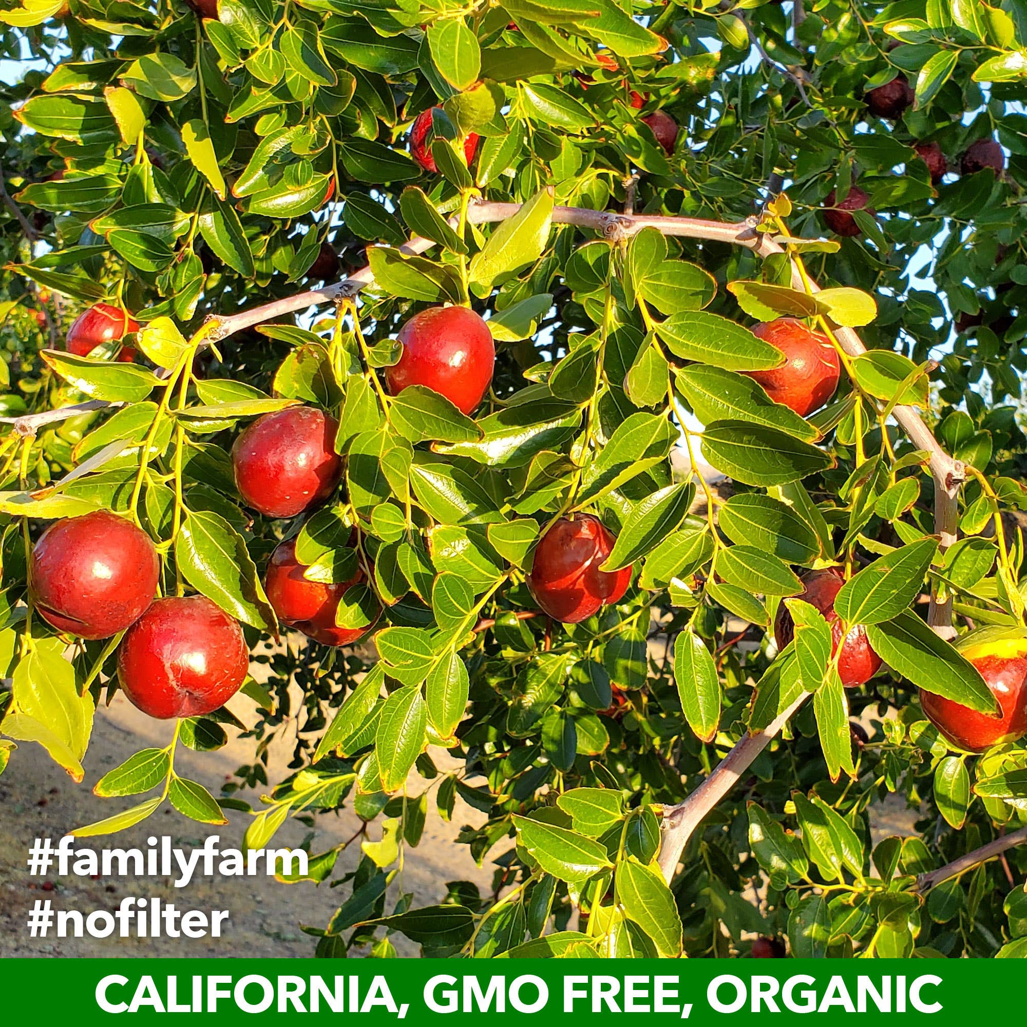 JUJUME - Vendita all'ingrosso Tisane salutari e depurative - JUJUME Elixir1