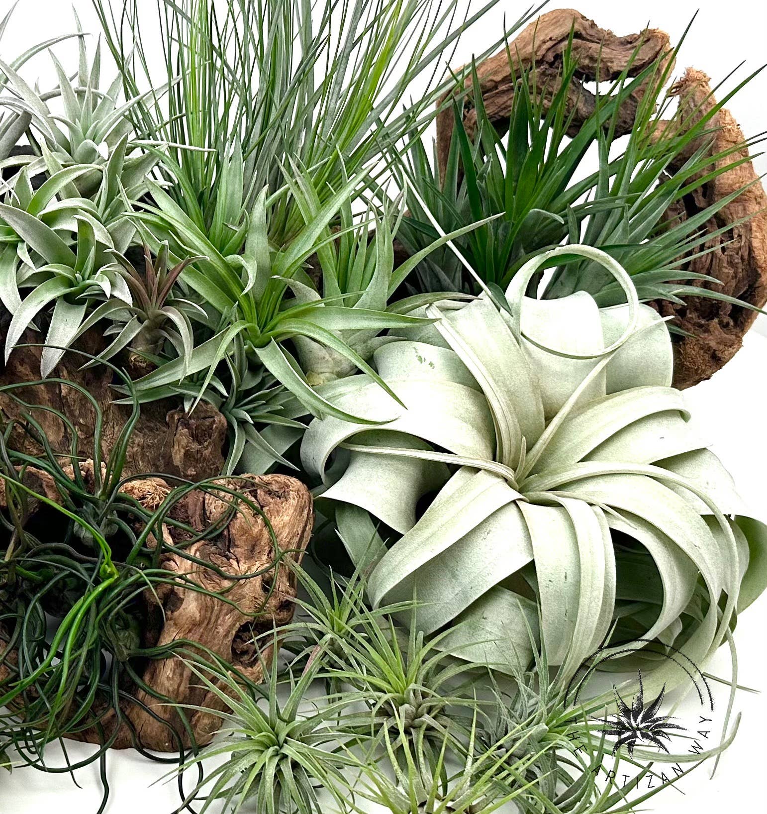 The Artizan Way - Vente Plante - The Essentials Plus - Ensemble de plantes aériennes (50 plantes)12