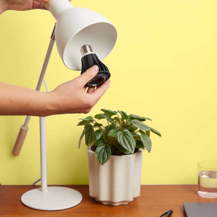 We The Wild Plant Care USA - Wholesale Light Bulb/Puck - Instant Sun Grow Bulb