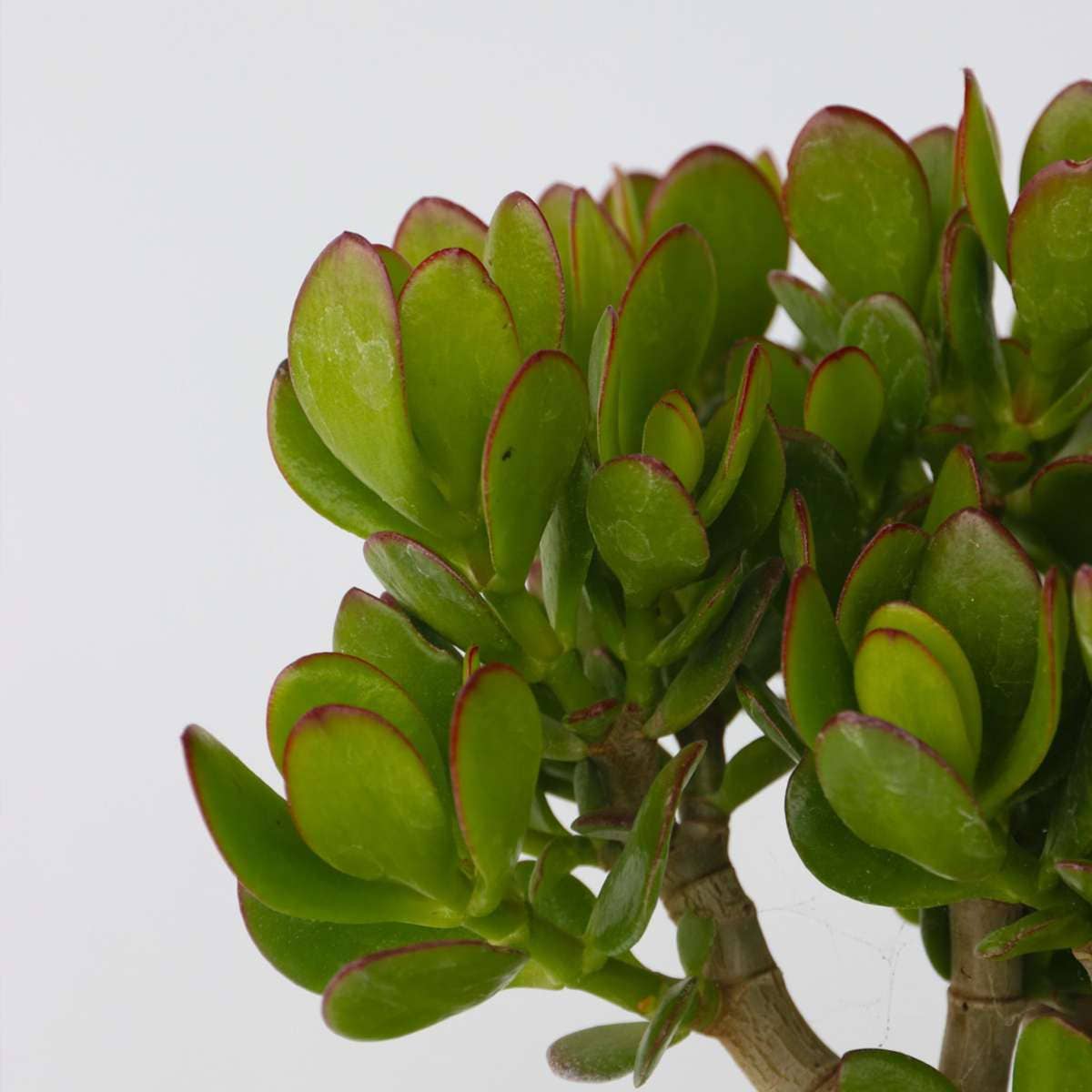 Oasis of Life - Wholesale Succulent - Money Tree 3 Plants – Crassula ovata Varieties ‘Minor’, ‘Hobbit’ & ‘Sunset’ – Height 10–25cm – Ø12cm – Easy-care Succulents – Lucky Plants for Home & Office5