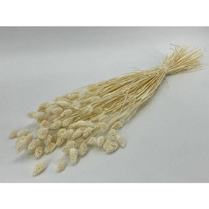 Dutch Flower Studio - Wholesale Dried/Pressed Flowers - Phalaris - white bleached - canary grass - dried flowers1
