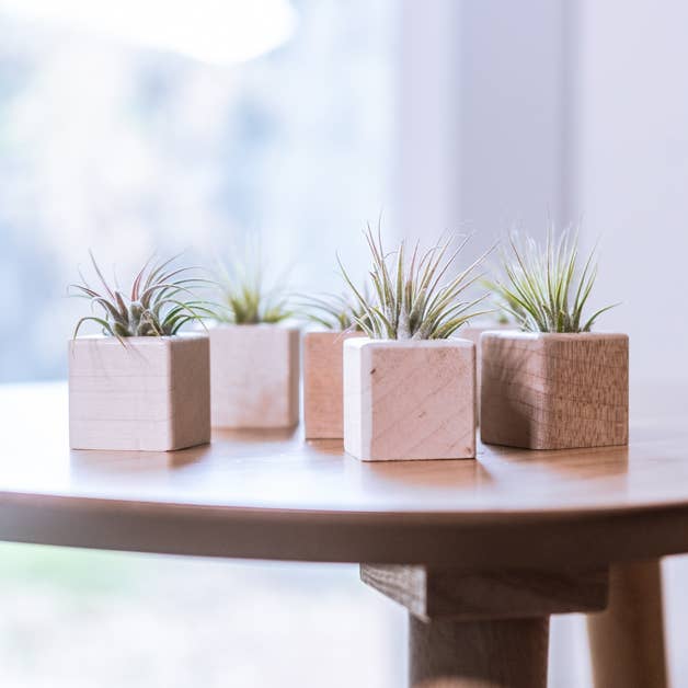 Air Plant Cube for wholesale by Hold on to Your Plants