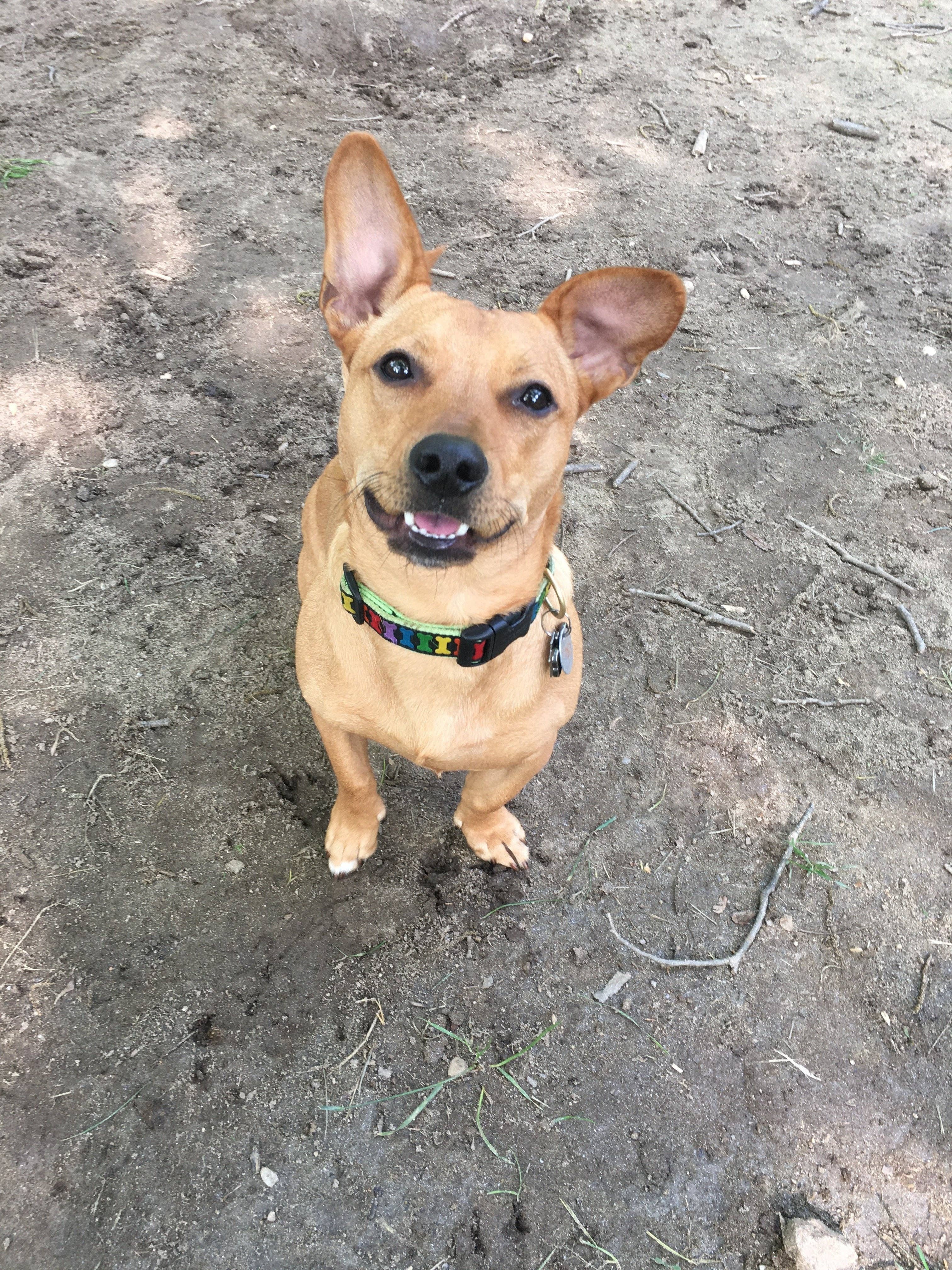 Up Country, Inc. - Wholesale Pet Collar - Dog - Rainbones Dog Collar1