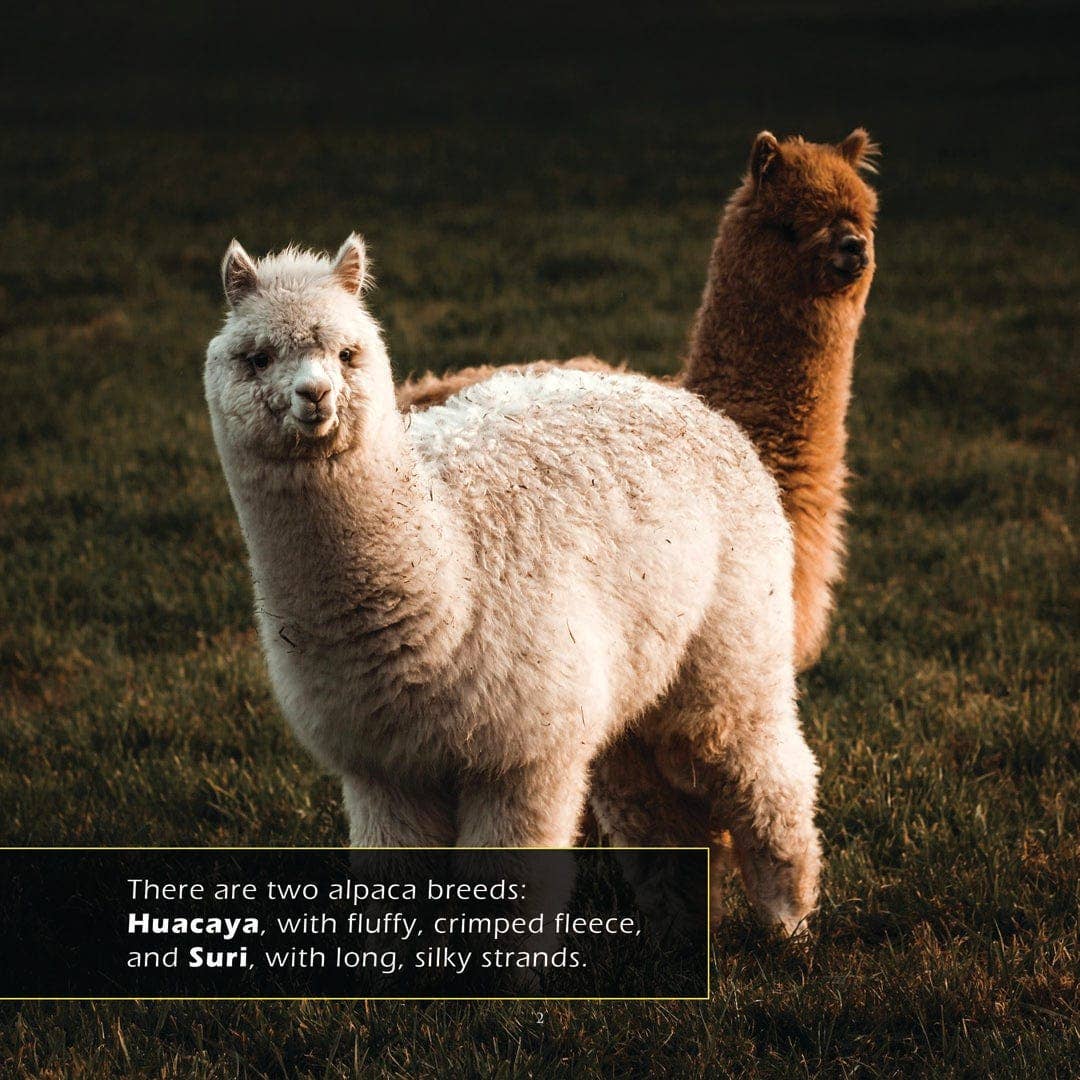 My Incredible World - Wholesale Early Reader Book (6-8) - Alpacas! A My Incredible World Picture Book for Children2