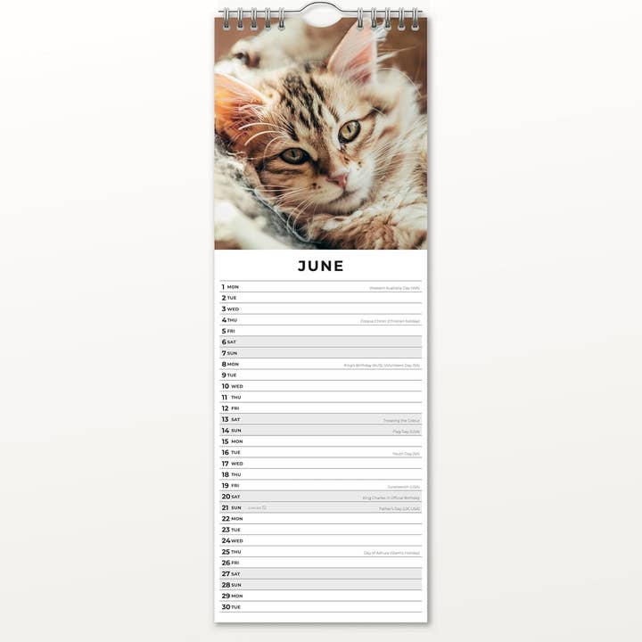 MiddleGift - Wholesale Calendar - Red Robin 2026 Cats & Kittens Monthly Slim Calendar4