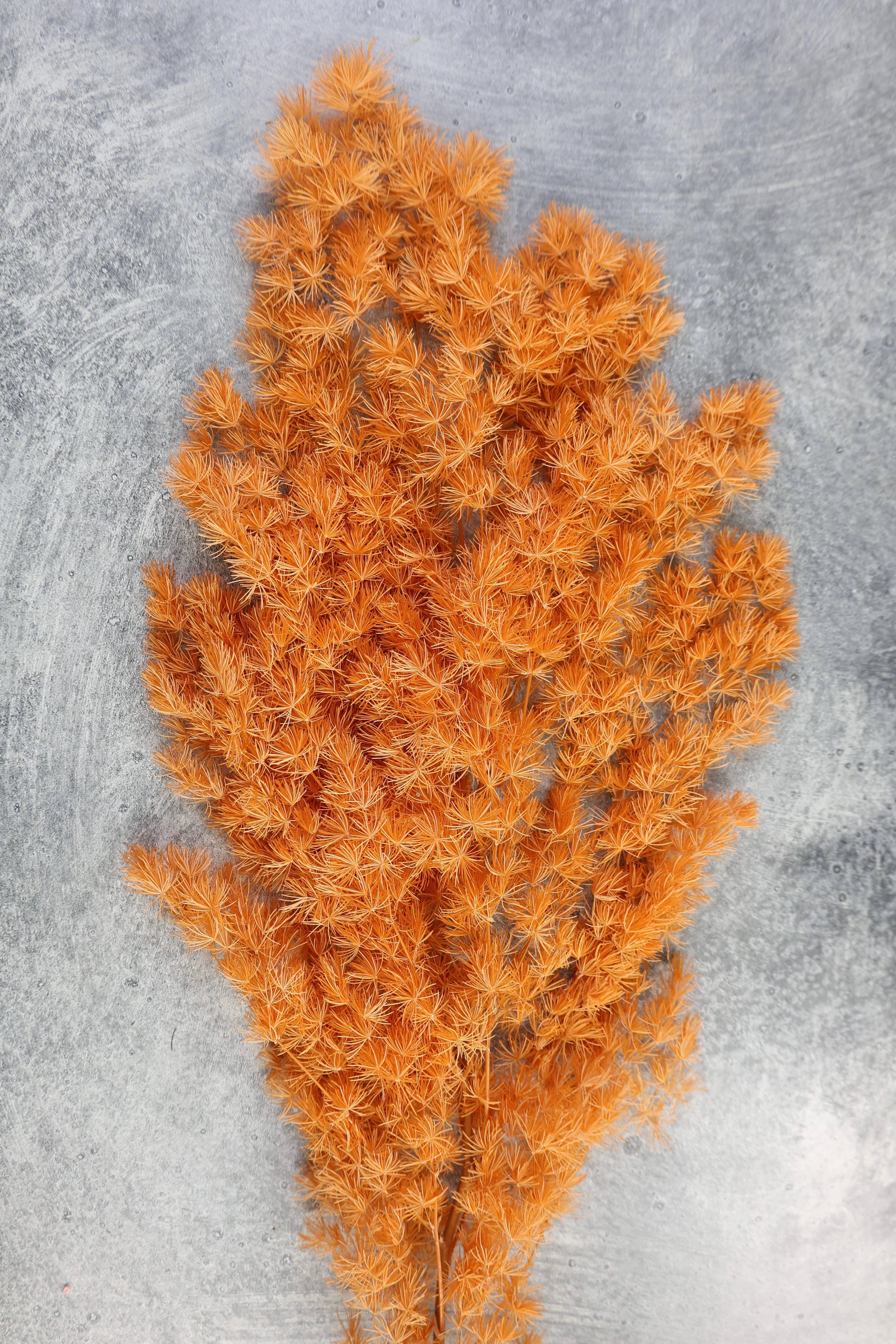 FlowerFantaSee - Wholesale Dried/Pressed Flowers - Preserved Ming Fern8