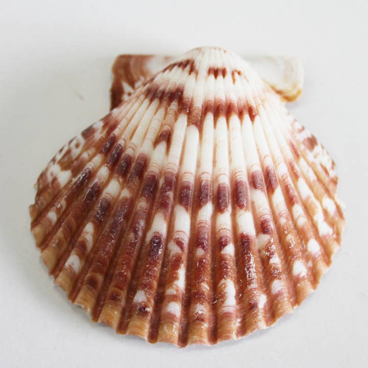 California Seashell Company - Wholesale Decorative Tabletop Object - Calico Pectin Bulk Seashells - 1 LB - 2-3"