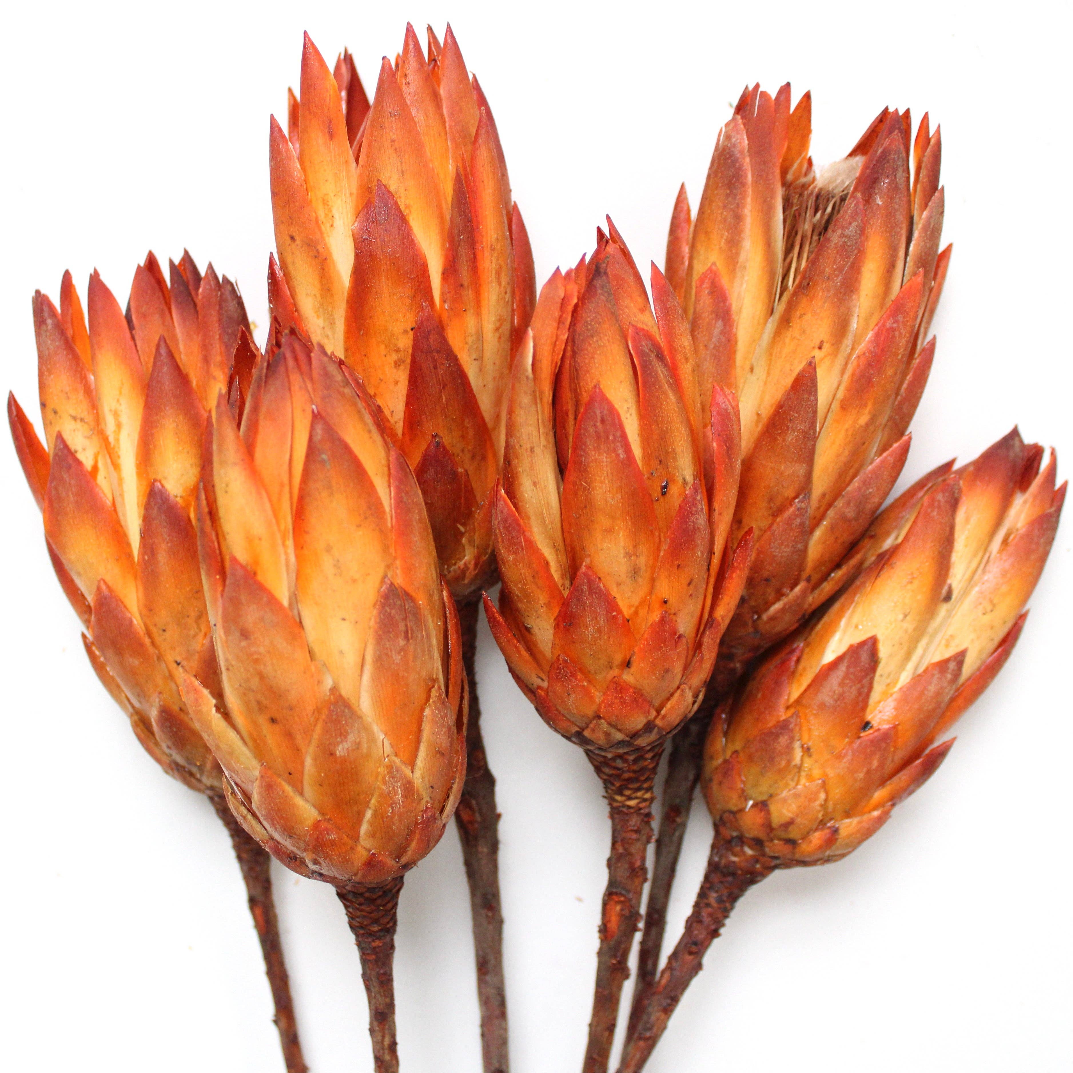 Roxanne's Dried Flowers - Wholesale Dried/Pressed Flowers - Protea  - Repens1