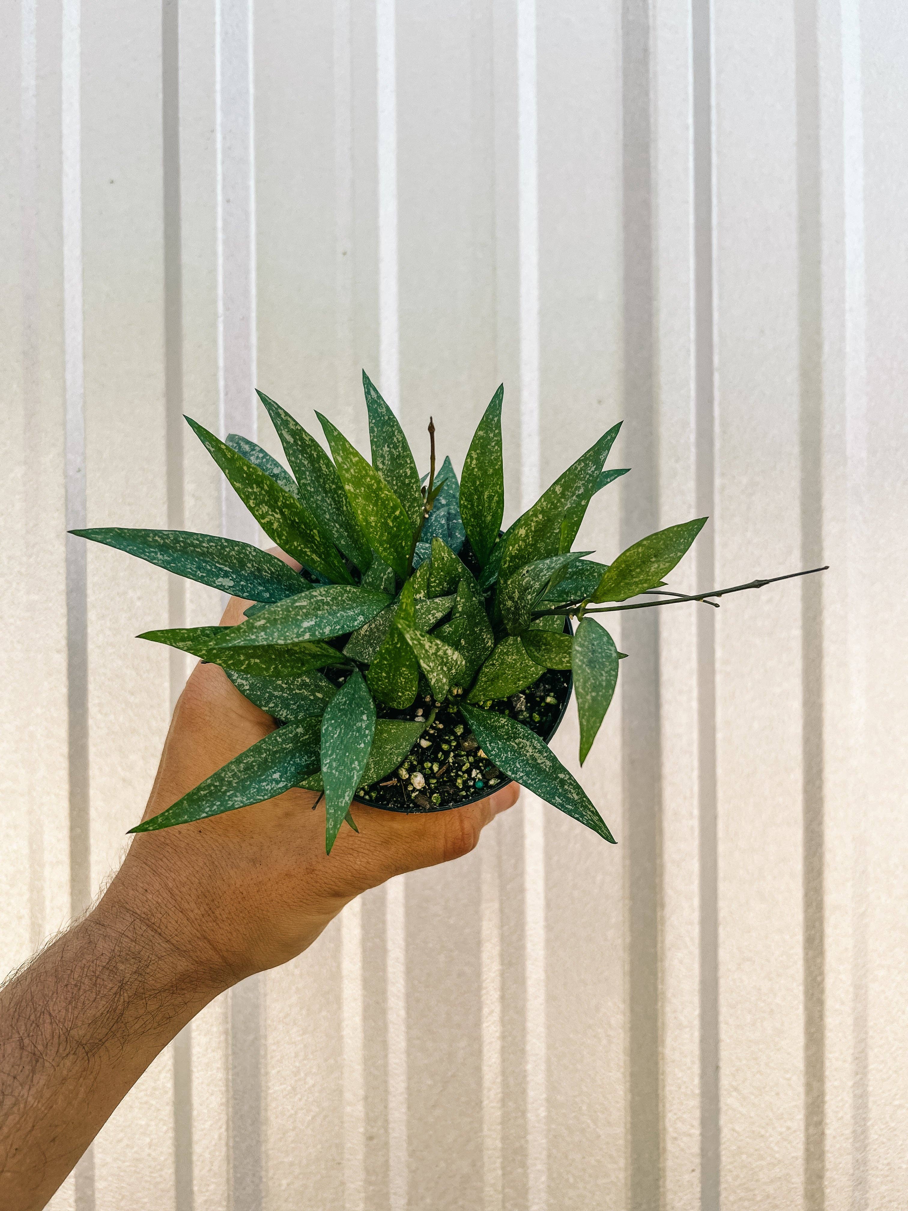 BWH Plant Co - Wholesale Live Plant - 4" Hoya 'Parviflora Splash'1