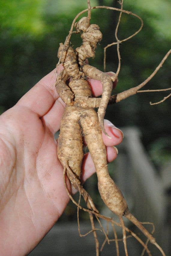 lotusleafaltars - Vente Graines de plantes - Set de graines de plantes magiques, avec des guides de culture colorés !8