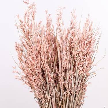 Dutch Flower Studio – wholesale Torkade/pressade blommor – Avena - havregräs - 70 cm - torkade blommor