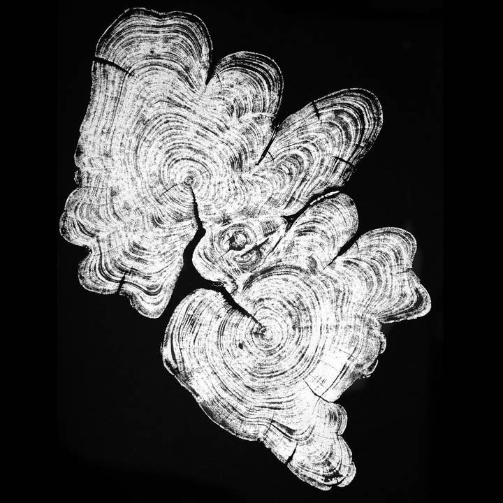 „Zypresse“ - Baumdruck - Schwarzes Papier für den Großhandel von HVRNT Studio