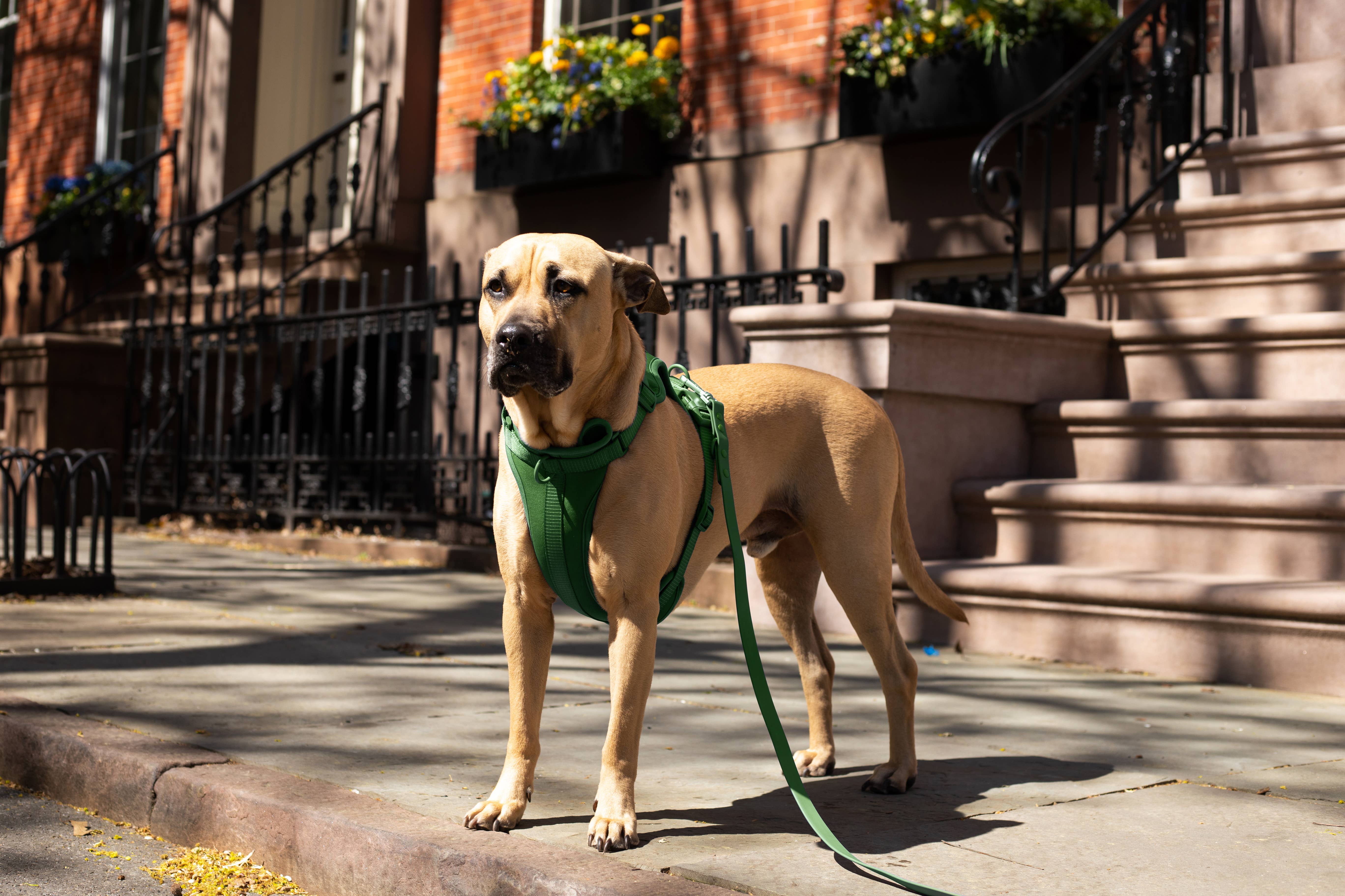 Come Here Buddy – Großhandel Haustiergeschirr – Hund – Leichter, verstellbarer gepolsterter Hundegeschirr18
