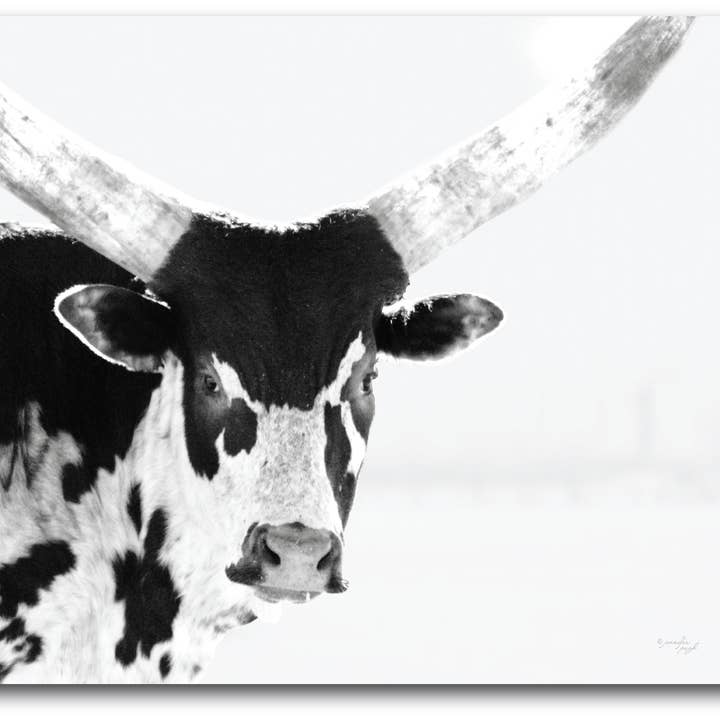 Longhorn Gallery - Wrapped Canvas Wall Art for wholesale by Courtside Market