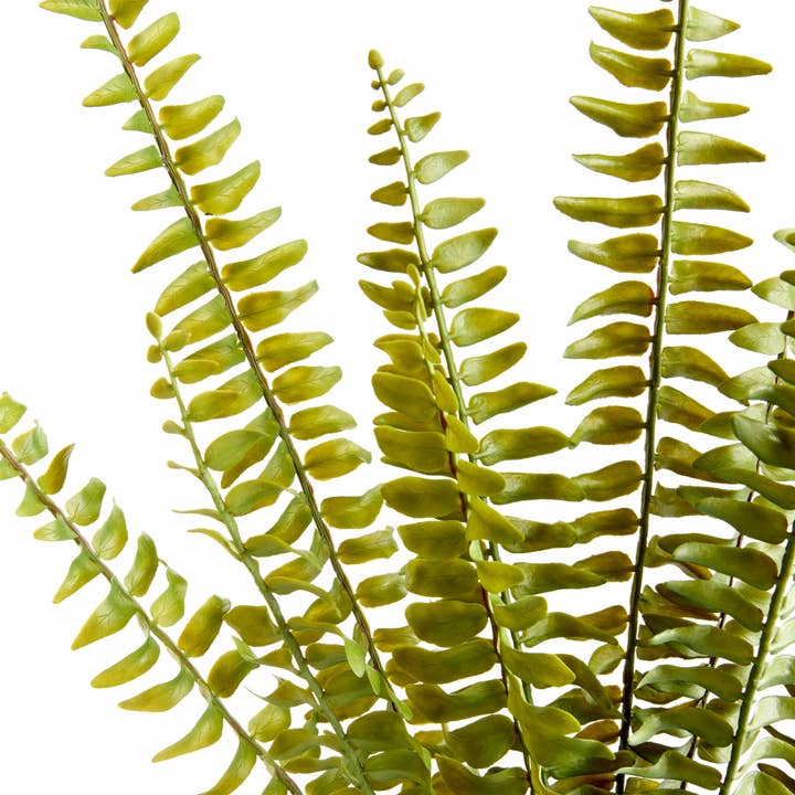 GREEN Fern Stems for wholesale on Faire