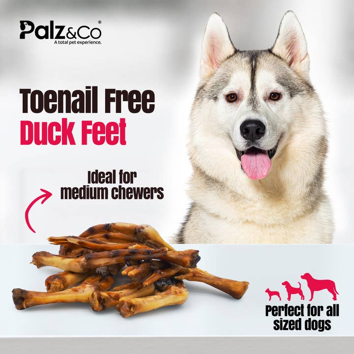 Palz&Co - Wholesale Pet Treats - Dog - Birddog Duck Feet (no nails) - Pack of 10 & 358