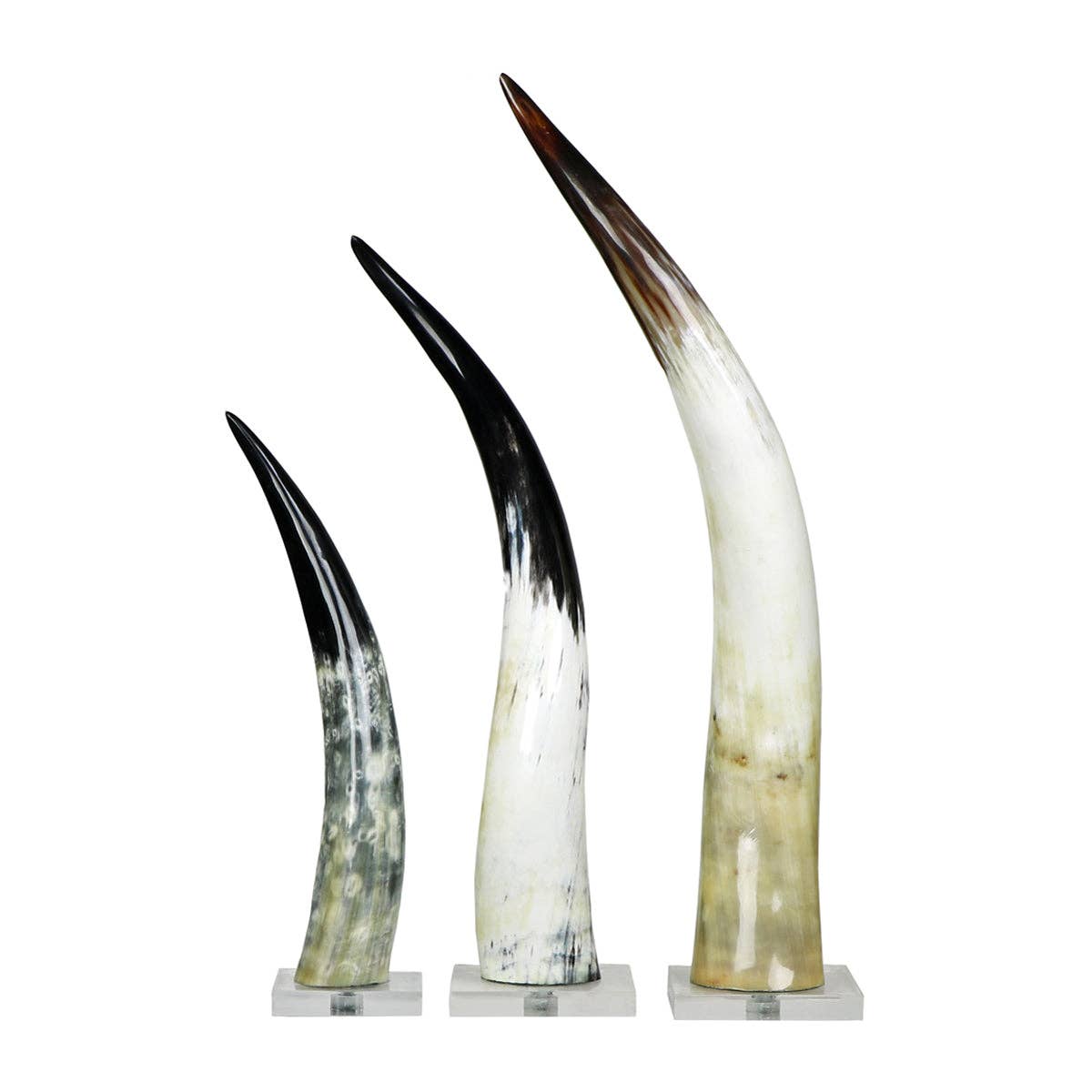 Blue Ocean Traders - Wholesale Decorative Tabletop Object - Black and White Cow Horn on Base4