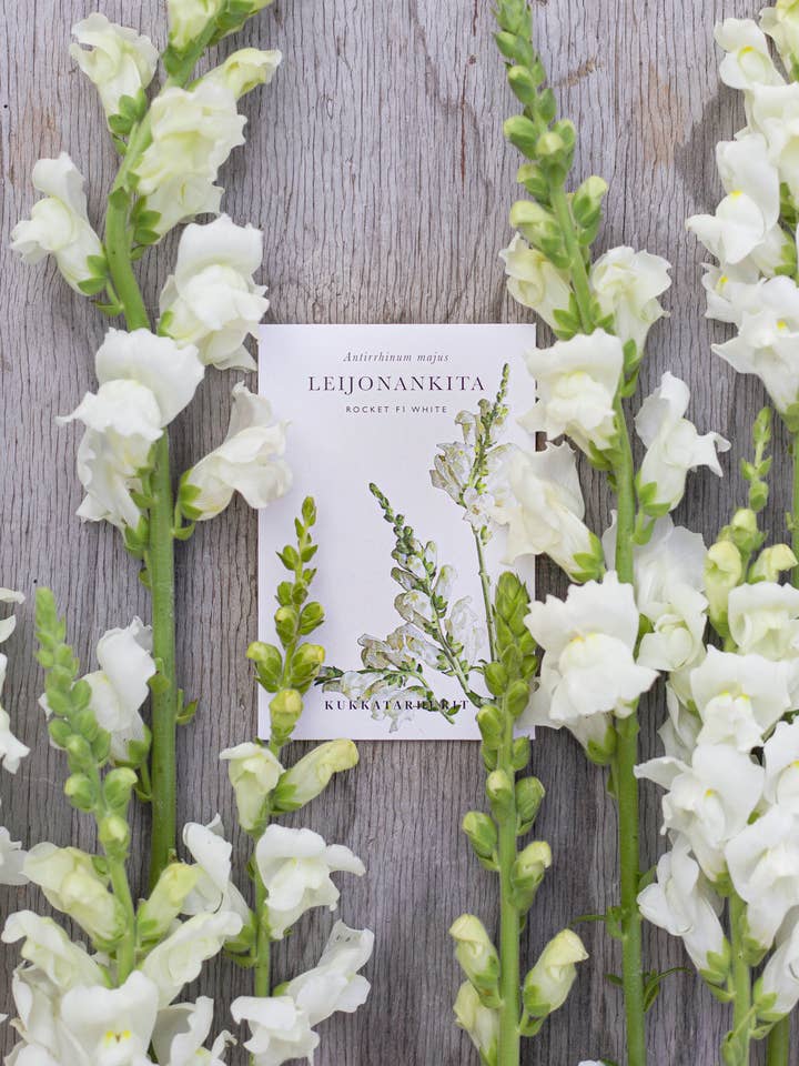 Leijonankita Rocket F1 Blanco para venta al por mayor de Kukkatarhurit