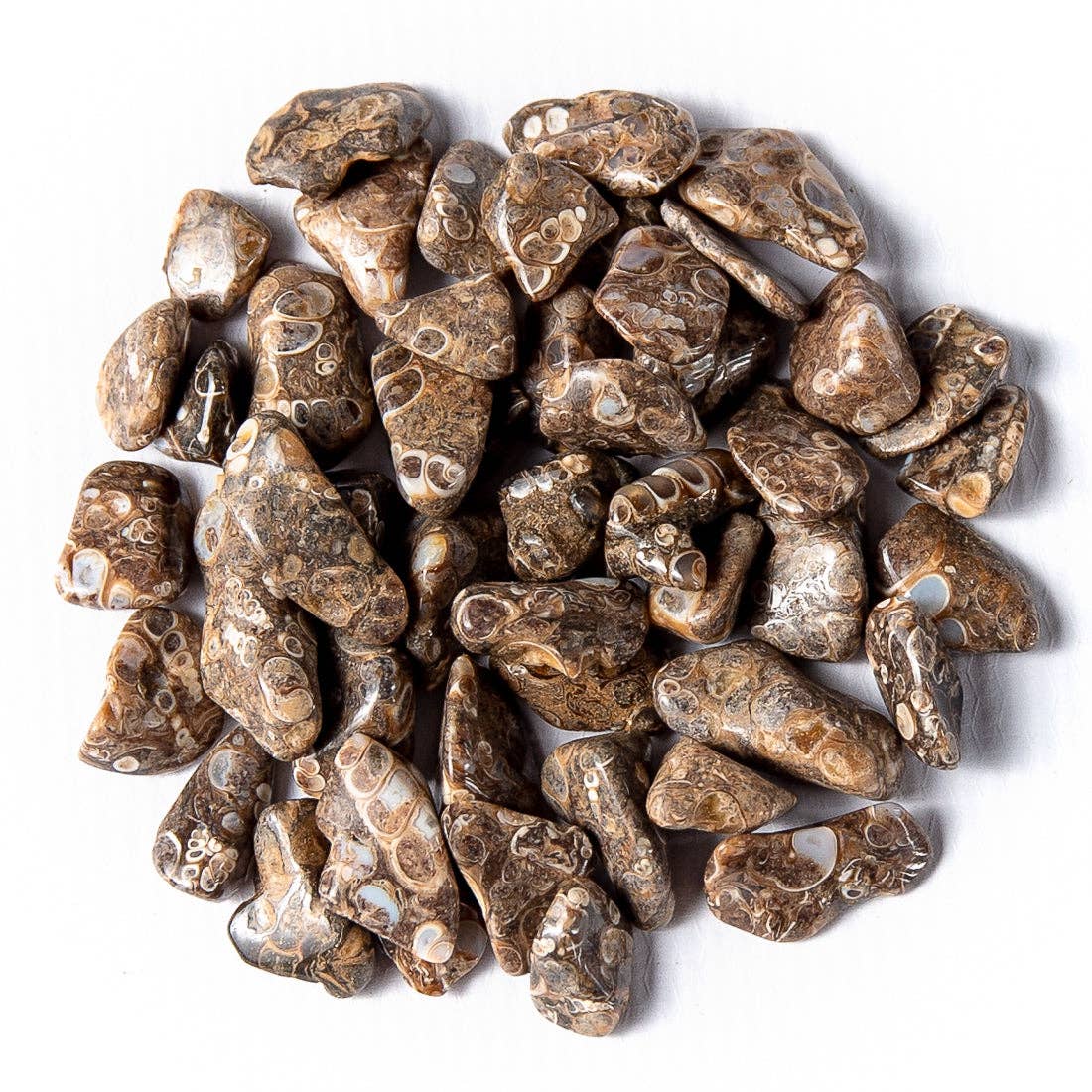 Tree of Life Gems - Wholesale Spiritual Stone/Crystal - Small Tumbled Turritella Agate6