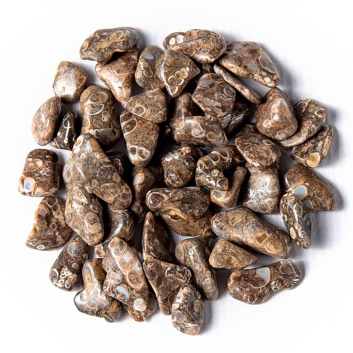 Tree of Life Gems - Wholesale Spiritual Stone/Crystal - Small Tumbled Turritella Agate6