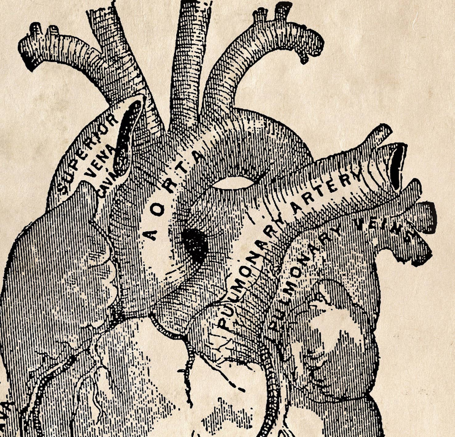 Curious Prints - Wholesale Art Print - Vintage Anatomy Heart Diagram Print w/ optional Frame7