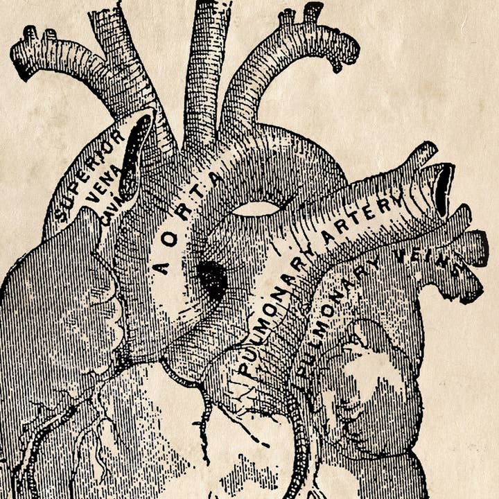 Curious Prints - Wholesale Art Print - Vintage Anatomy Heart Diagram Print w/ optional Frame7