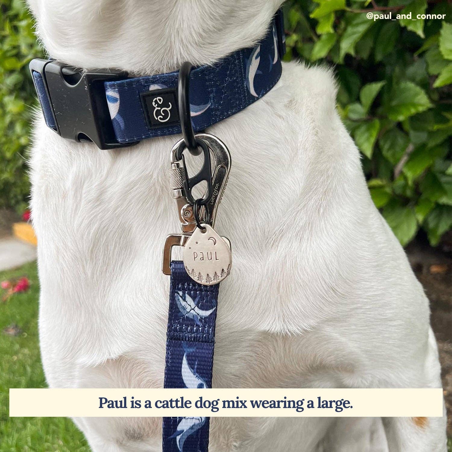 Lucy & Co. – Großhandel Haustierhalsband – Hund – Haifisch-Attack-K1