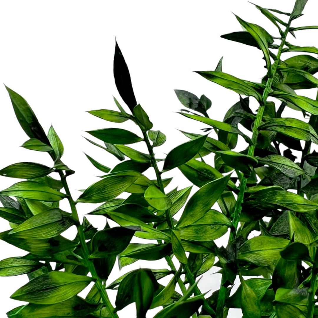 2626 Designs - Vendita all'ingrosso Piante artificiali - Ruscus conservato lungo 56-61 cm0