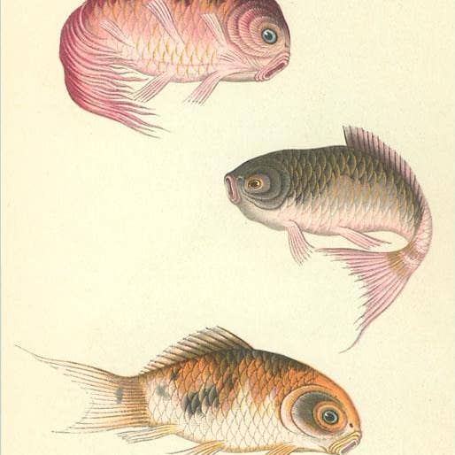 Art Print FH-03 Koi for wholesale by Found Image Press