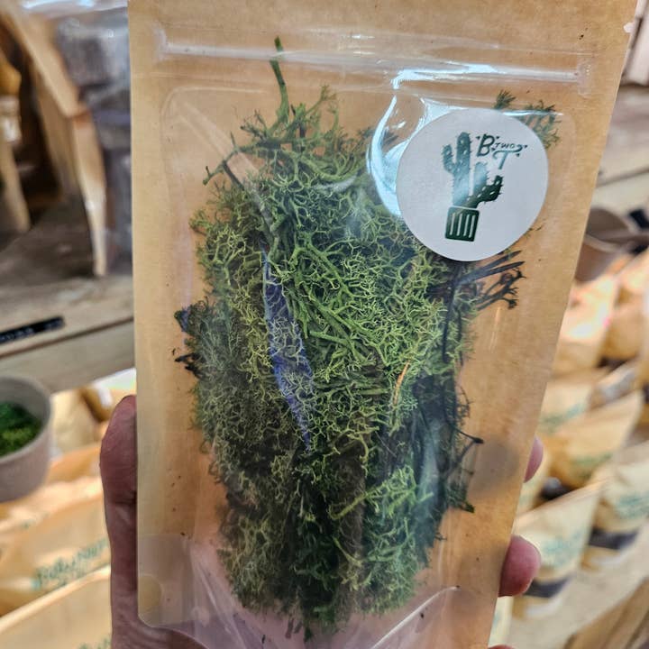 Between Two Thorns – wholesale Terrarium – Decorative Reindeer Moss (Cladonia rangiferina-Dyed green)1