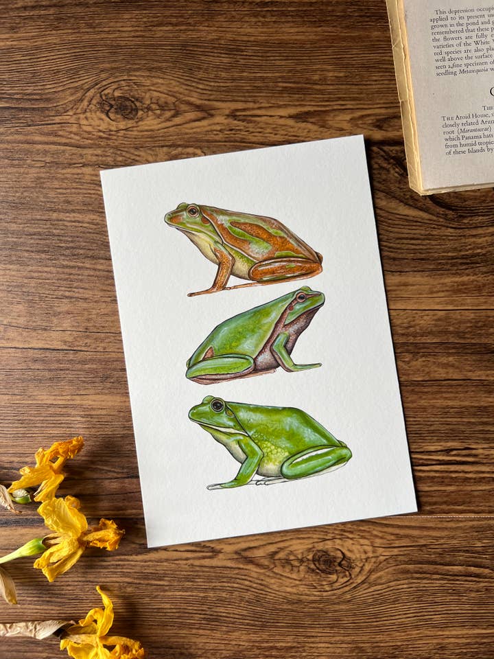 Tree Frogs Print for wholesale by Tansy Moore