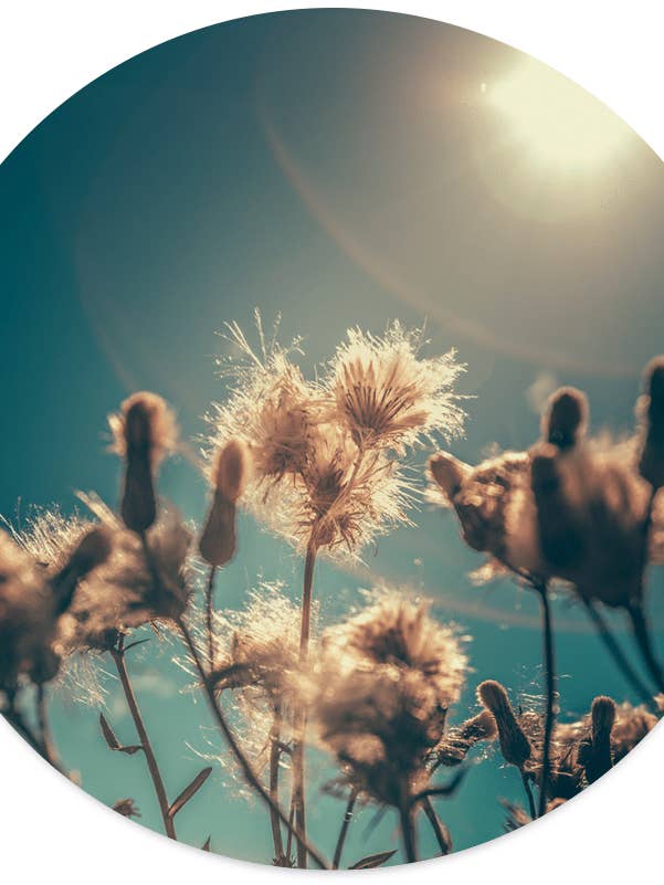 Muurcirkel sonnig für den Großhandel von Label2X B.V.