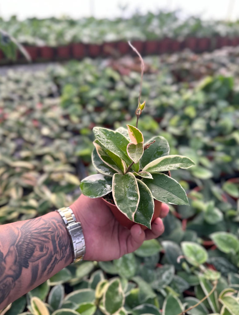 MyPlants LLC - Wholesale Live Plant - Hoya Krimson Queen (Tricolor) - 4" from MyPlants2
