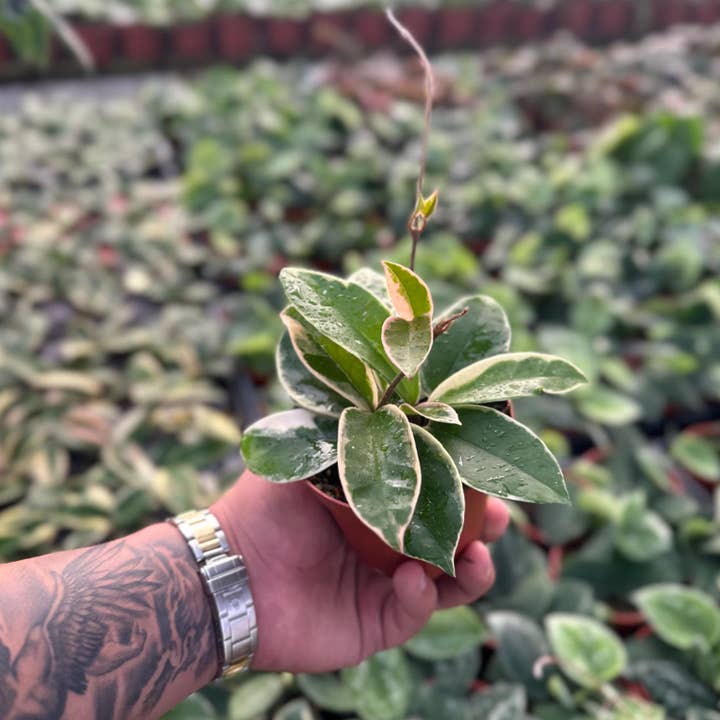 MyPlants LLC - Wholesale Live Plant - Hoya Krimson Queen (Tricolor) - 4" from MyPlants2