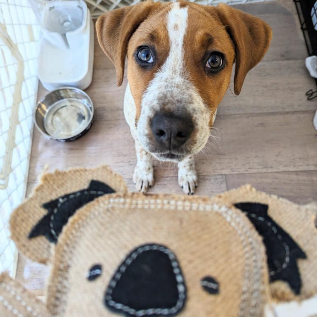 Outback Tails – Peluche - Cão por atacado – Brinquedo Animal Outback - Kevin o Coala1