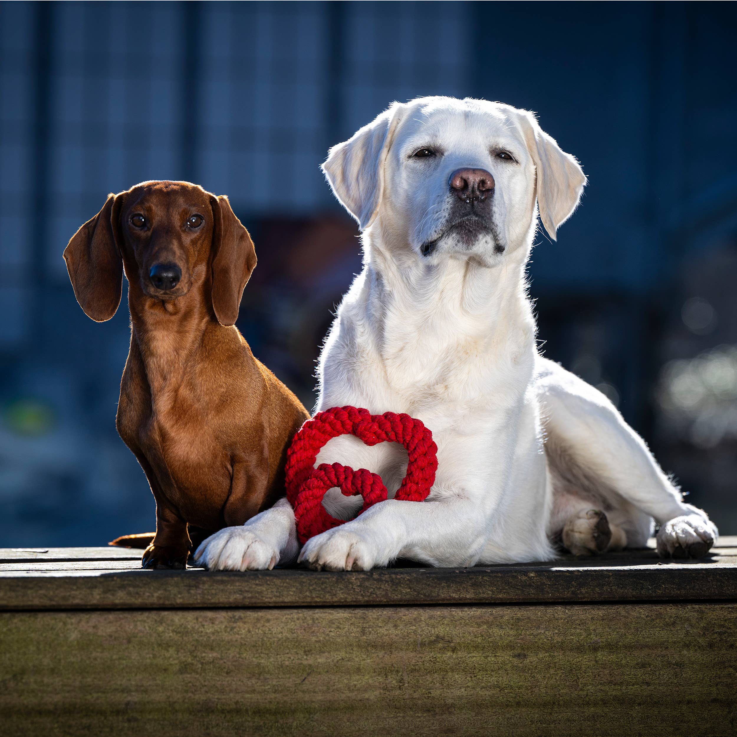 LABONI - Volentis GmbH - Vente Jouet en corde – chien - HERTHA HEART – Amour à mâcher9