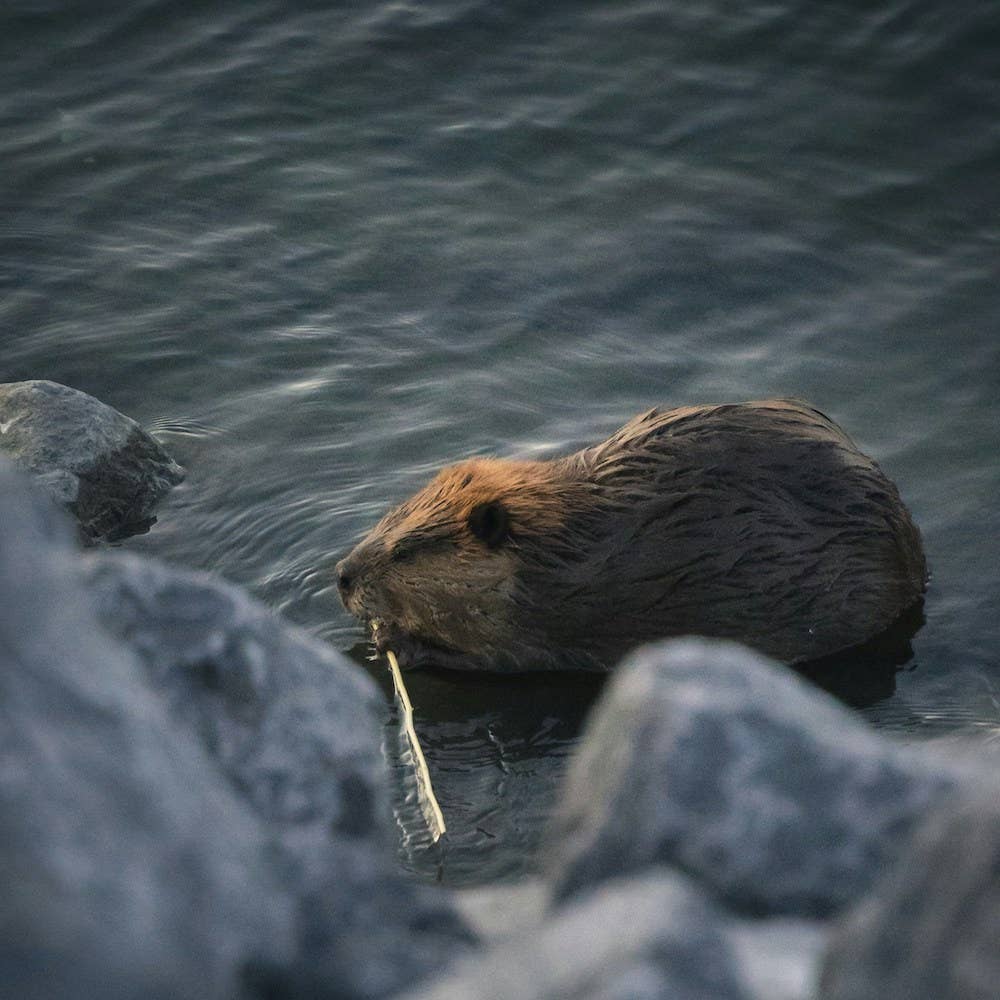 Whelk Goods - Wholesale Baseball Cap - Unisex - Beaver Cap2