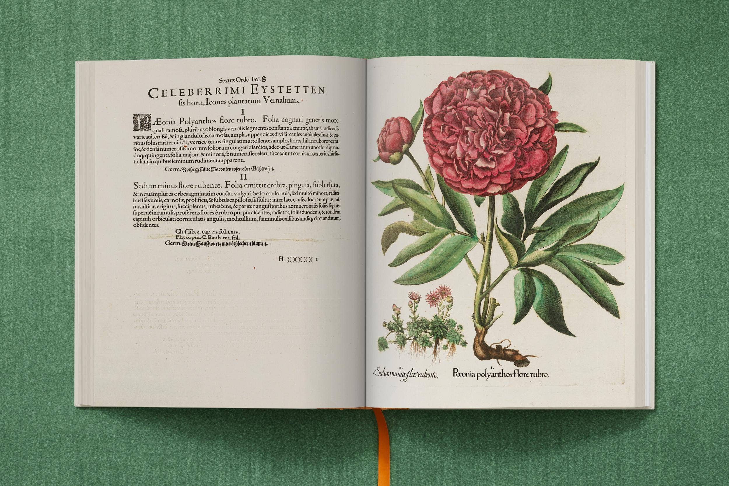 TASCHEN Europe – wholesale Nature & outdoors book – Basilius Besler. The Garden at Eichstätt (German, French, English)7