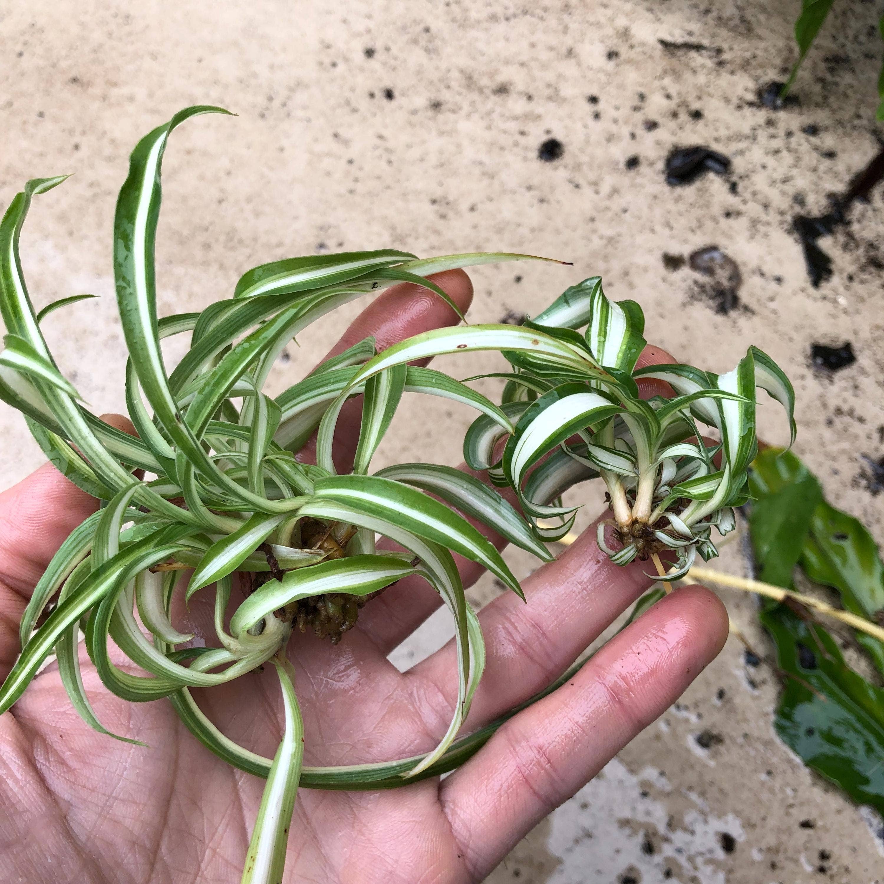 Wildheart Crystals – wholesale Levande växt – Lockig Bonnie spindelväxt - Luftrenande krukväxt för barnrum2