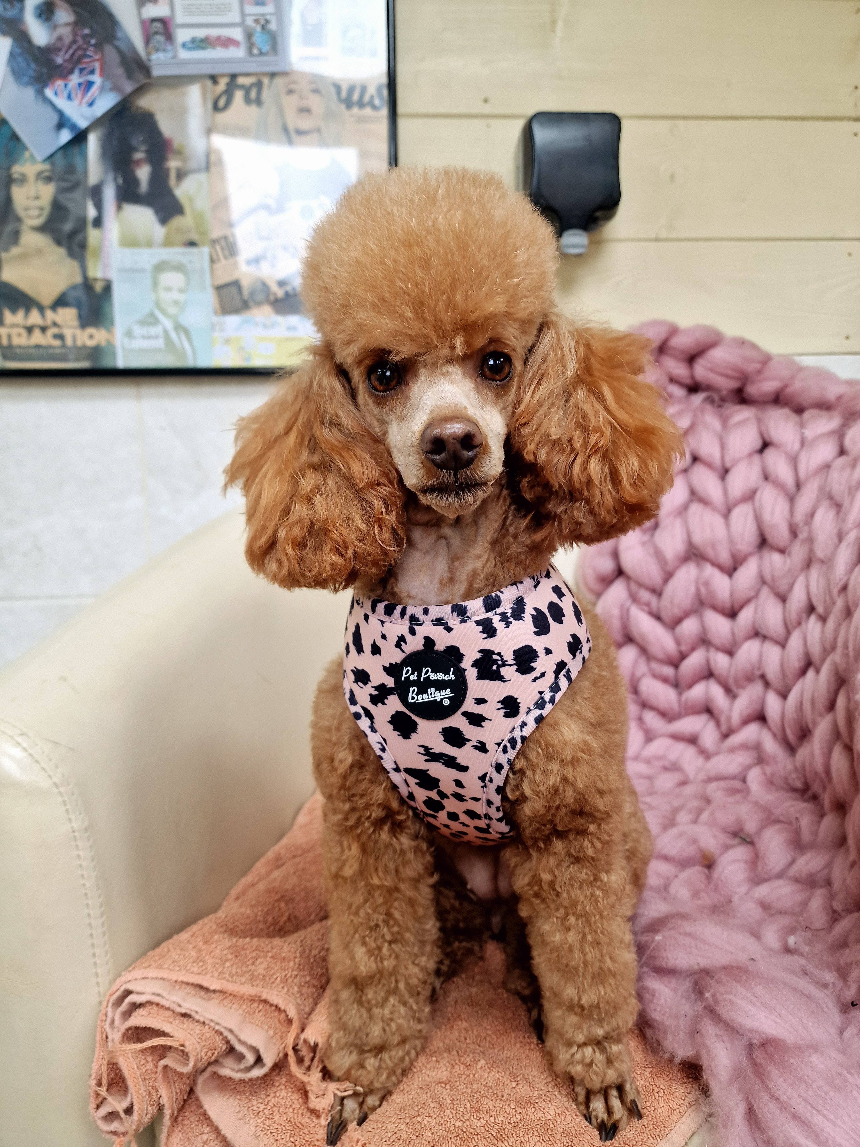 Pet Pooch Boutique - Wholesale Pet Harness - Dog - Polka Pup Noir Dog Harness  (leopard print/timeless classic)5