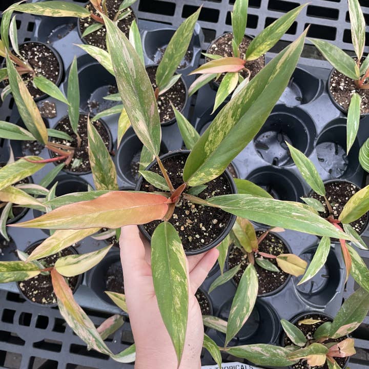 Caramel Marble Philodendron - 4" Live Plant - RARE for wholesale by Thorsen's Greenhouse